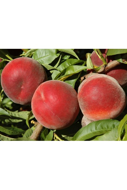 Соковитий персик ‘Royal Esthete’ крупним планом на гілці